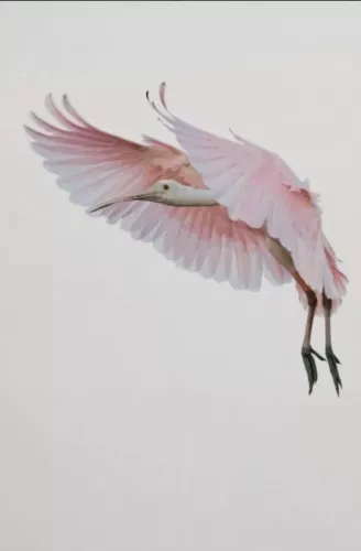 Roseate Spoonbill  120x180 cm