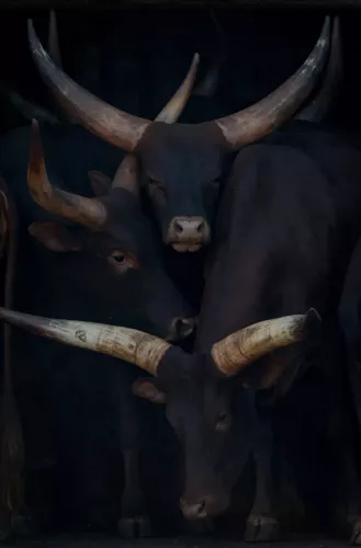 Watusi family portrait 80x120 cm
