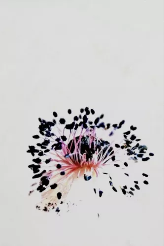 Seeds  80x120 cm
