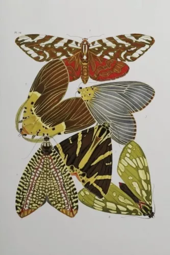 MONDiART Butterfly family  120x180 cm (106664)