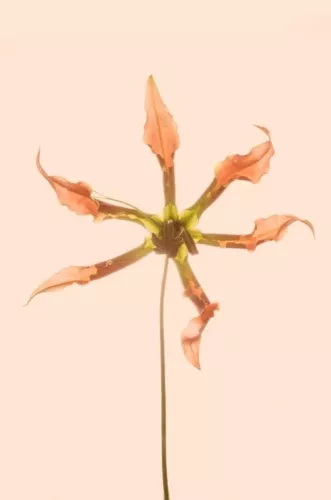 MONDiART Dancing foliage  120x180 cm (106934)