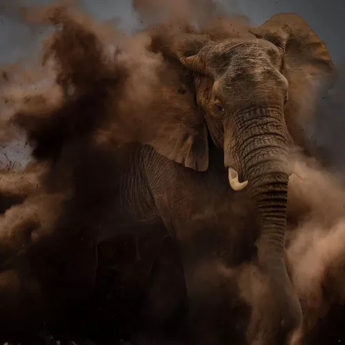 Dusty elephant 80x80 cm