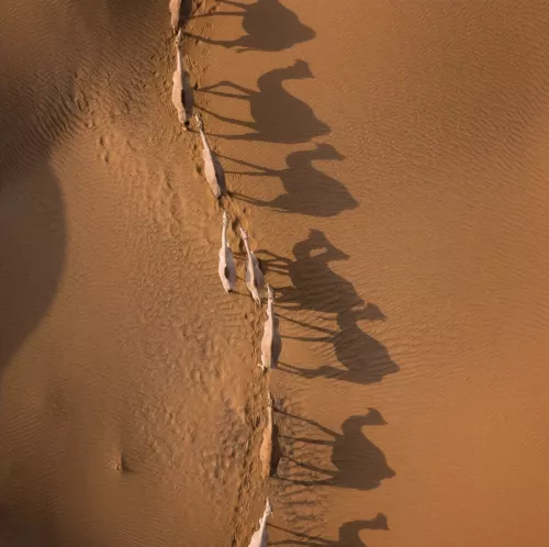 Camel Race  80x80 cm