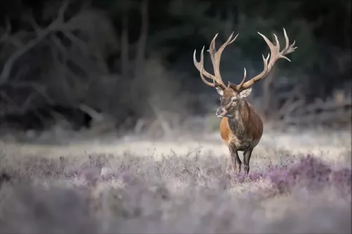 King in the field  80x120 cm