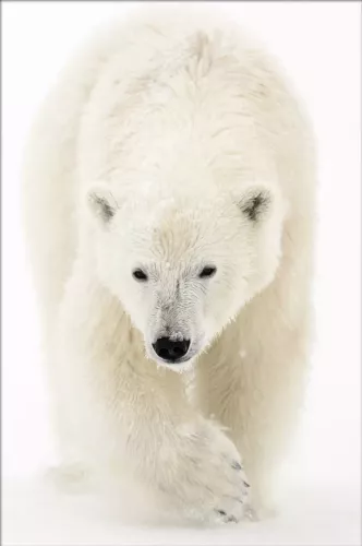 MONDiART Polar Stroll  80x120 cm (107221)