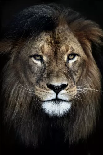 Strong Lion 80x120 cm