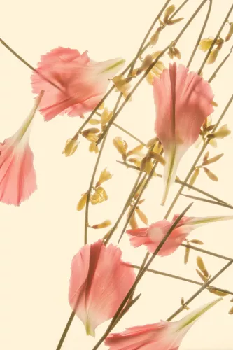 Rain of flower leaves  120x180 cm