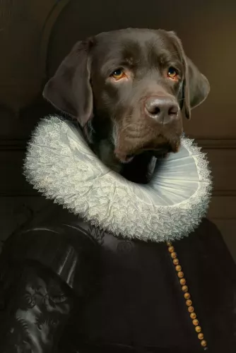 ROYAL LABRADOR 80x120 cm