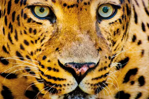 Close-up leopard intens eyes 