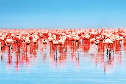 MONDiART Flamingo a lot  (100224)