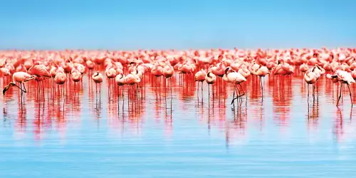 MONDiART Flamingo a lot  (100224)
