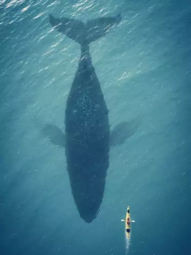 MONDiART Whale  (100226)
