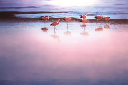 Flamingo's a few 
