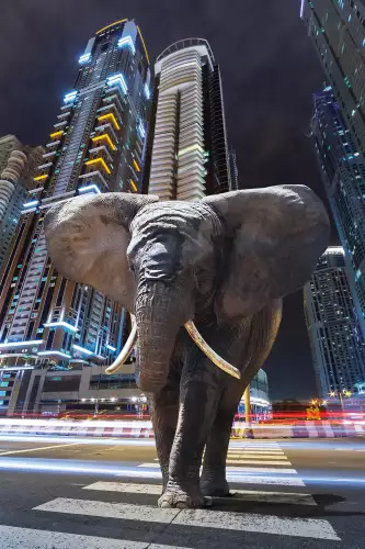 Elephant in city 