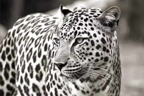 Leopard portrait South-Africa 