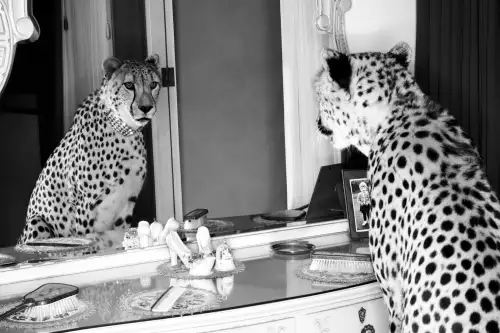 MONDiART Cheetah looking in mirror  (100315)