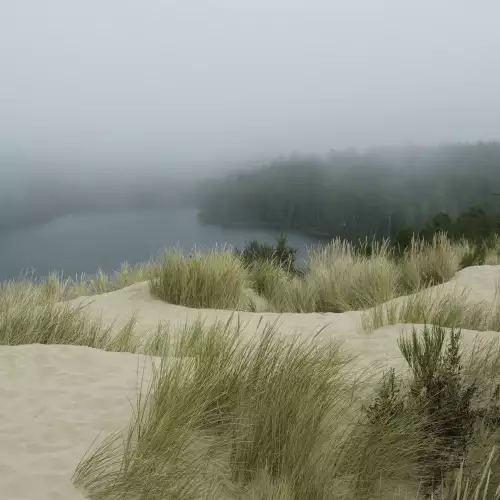 Dunes Fog