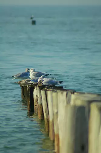 Seagulls on poles 