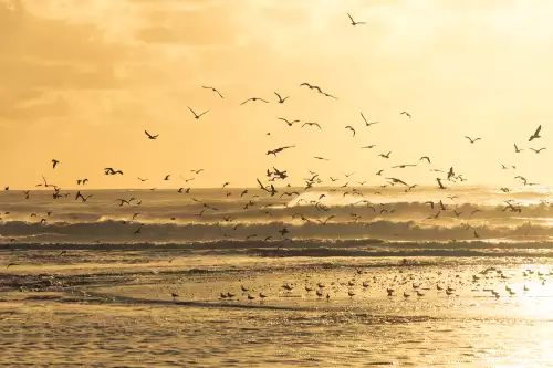 Flying Seagulls 