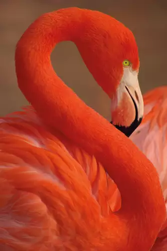 MONDiART Portrait of a flamingo  (100918)