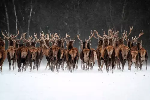 Herd of deer 