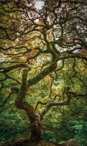 Maple tree 
