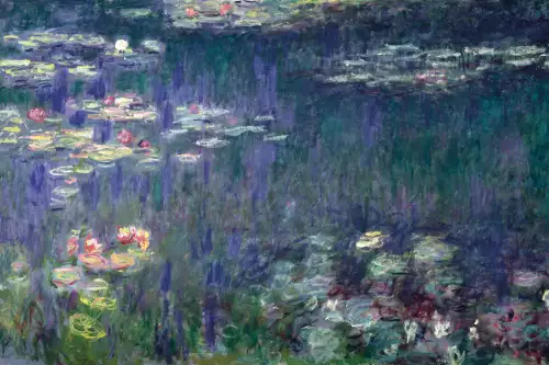 Water lilies & reflection 