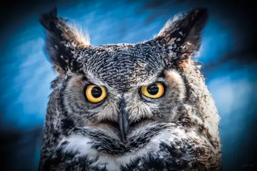MONDiART Owl portrait  (101366)