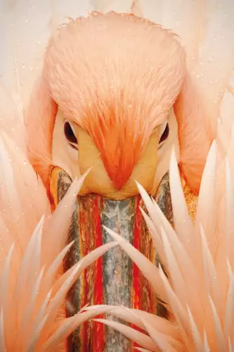 MONDiART Pink Pelican  (101562)
