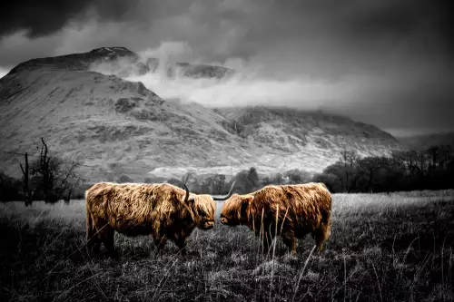 Scottish Highlanders 