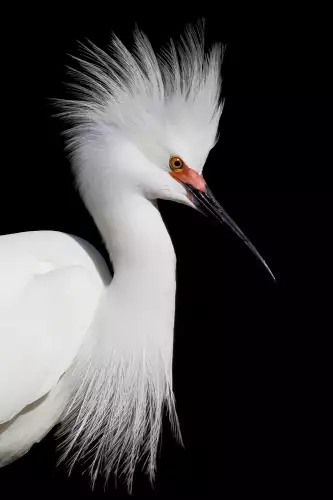 White heron face right 