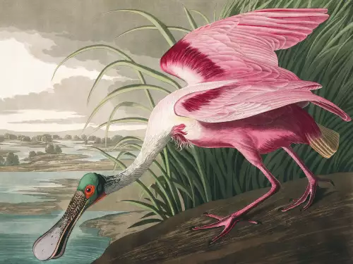 Roseate Spoonbill bird 