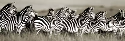 MONDiART Grant's zebra Masai Mara Kenya  (101878)