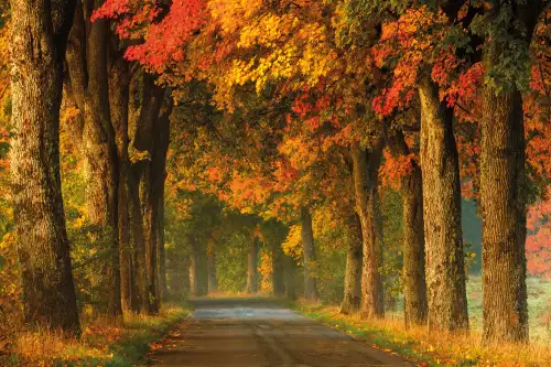 Country road in autumn 