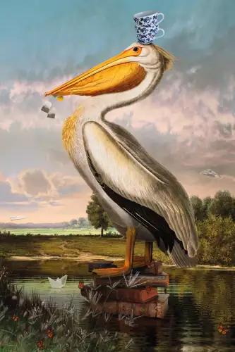 American white pelican 