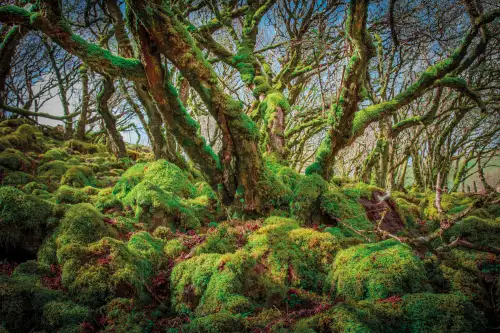 MONDiART Moss covered tree  (102108)