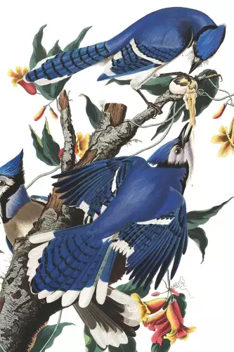 MONDiART Blue Jay  (102688)