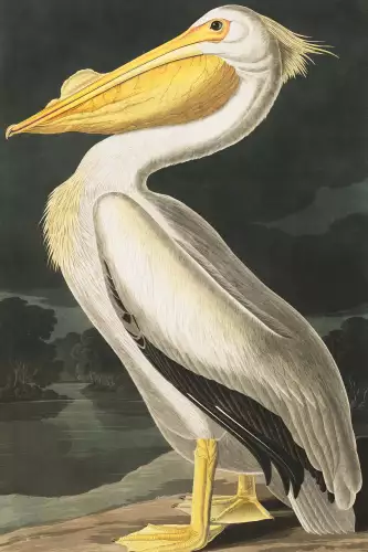 American white pelican 
