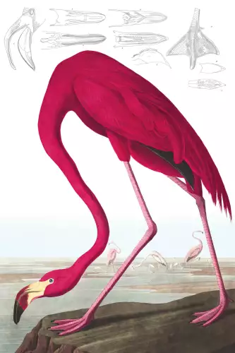MONDiART American Flamingo  (102691)