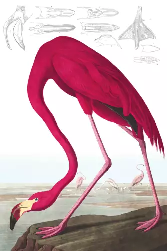 American Flamingo 