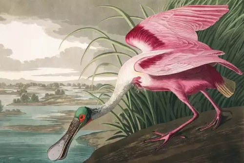 Roseate Spoonbill 