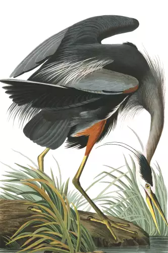 MONDiART Great blue heron  (102697)