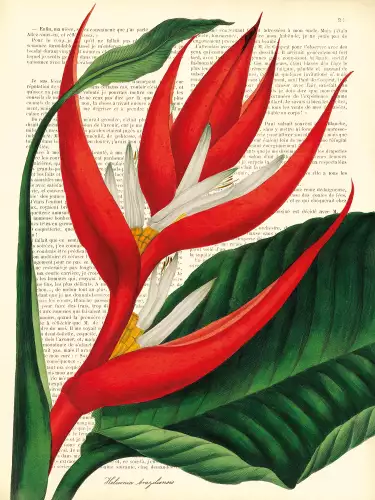 Vintage botany heliconia 