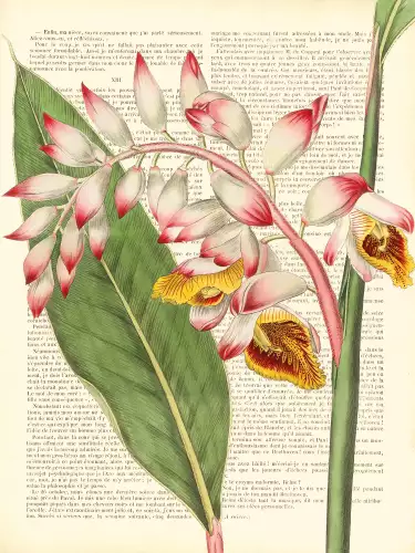 MONDiART Vintage botany pink  (102747)