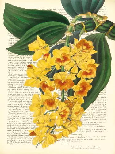 Vintage botany dendrobium 