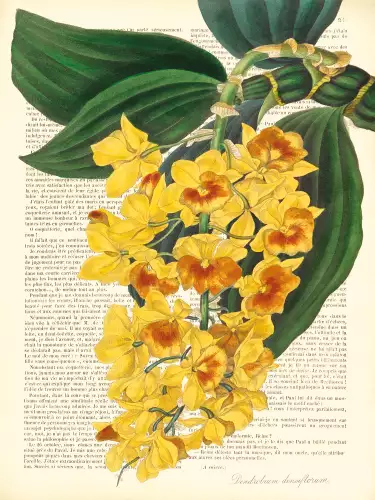 MONDiART VVintage botany dendrobium  (102748)