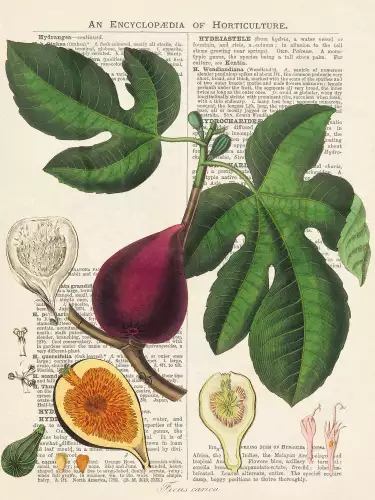 MONDiART Vintage botany caria  (102749)