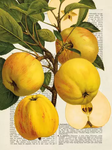 MONDiART Fruits de saison pommes  (102750)
