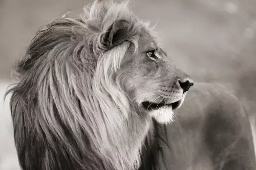 Namibian Lion 