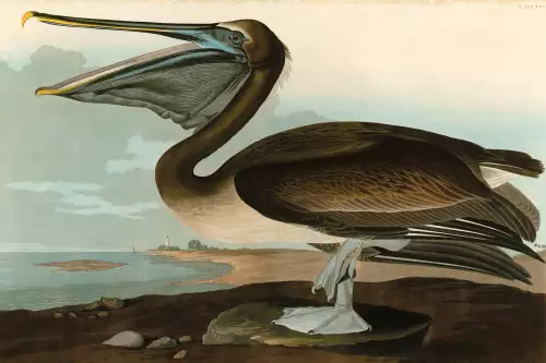 MONDiART Brown Pelican  (102775)